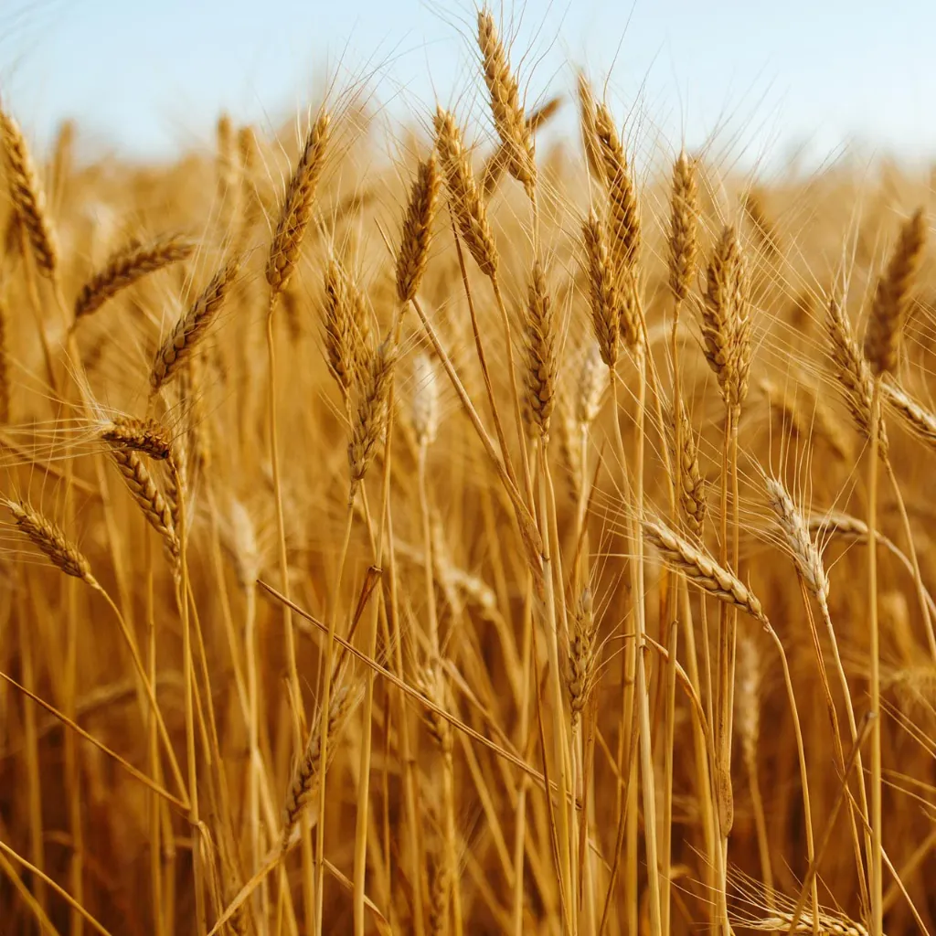 Organic-Red-Fife-Spring-Wheat__01767.1668095416.1280.1280.webp