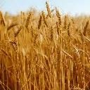 Organic-Red-Fife-Spring-Wheat__01767.1668095416.1280.1280.webp