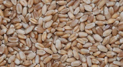 Red Fife Wheat Berries 50lbs
