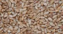 Red Fife Wheat Berries 50lbs