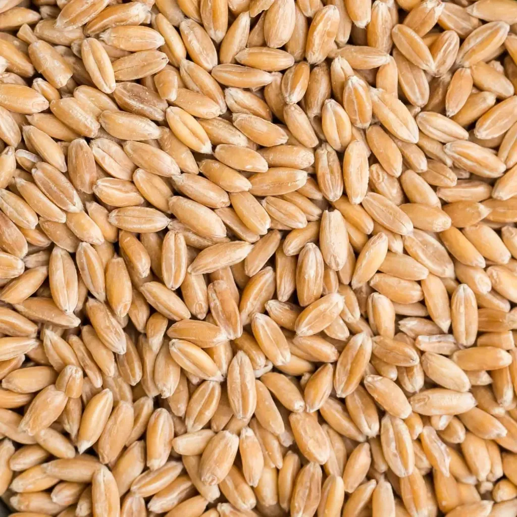 Spelt Berries 50lbs