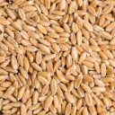 Spelt Berries 50lbs