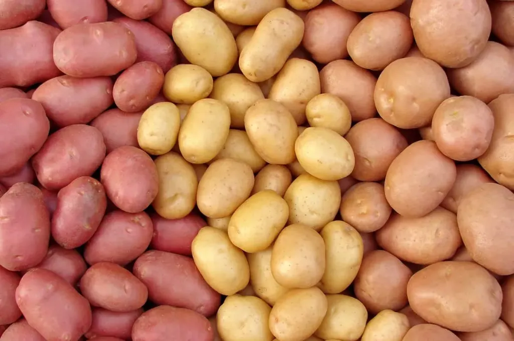 Organic Potatoes 50lbs