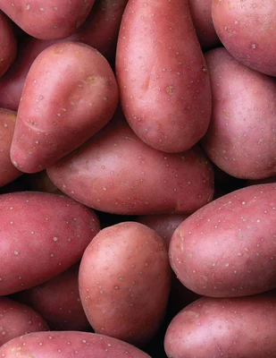 Red Potatoes 50lbs