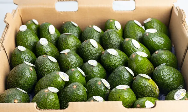 CASE Avocado