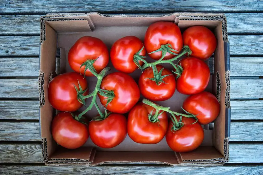 CASE Tomatoes