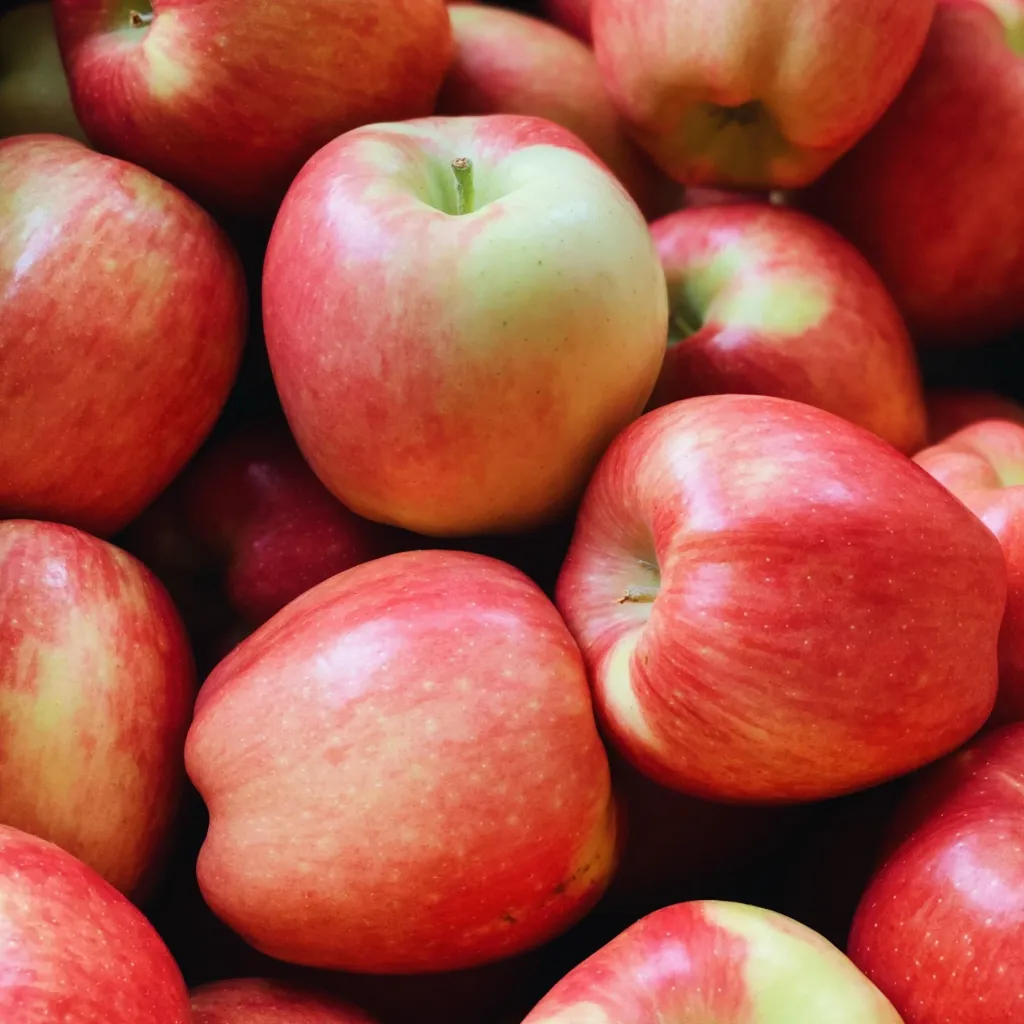 CASE Organic Ambrosia